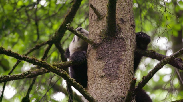 熊猫宝宝正在爬树，中国视频素材