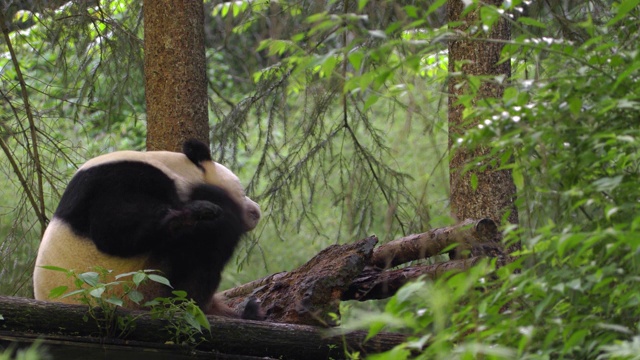 熊猫靠在树上休息，中国视频素材