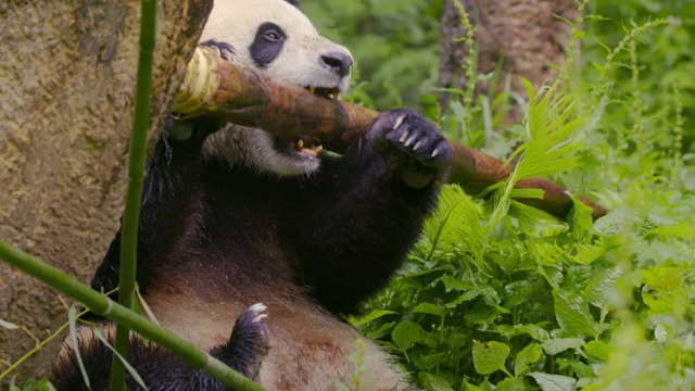 熊猫吃竹子，中国视频素材