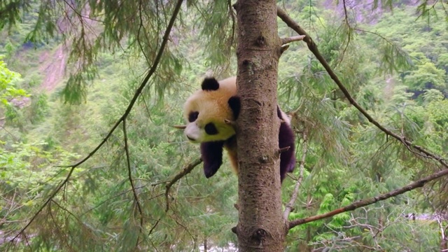 树上的熊猫宝宝，中国视频素材