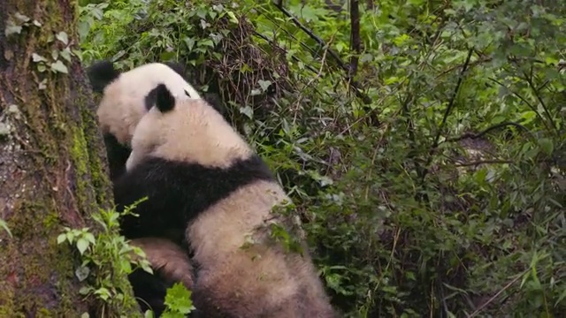 熊猫妈妈和熊猫宝宝，中国视频素材