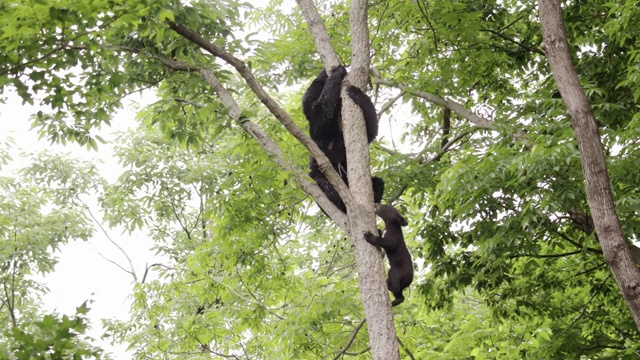 亚洲黑熊幼崽和熊妈妈爬上树在Jirisan(韩国第二高的山)庆尚南道韩国视频素材