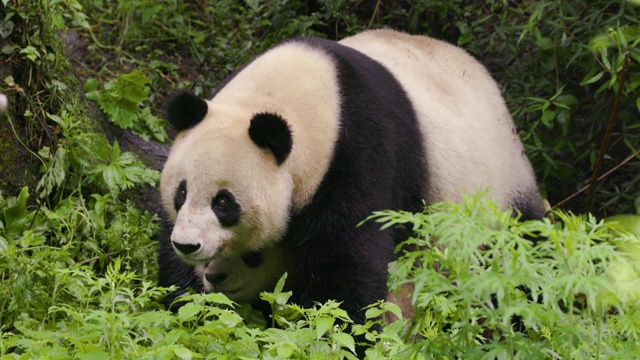 熊猫妈妈和熊猫宝宝，中国视频素材