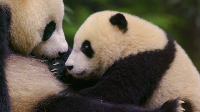 中国，熊猫妈妈给宝宝喂奶视频素材