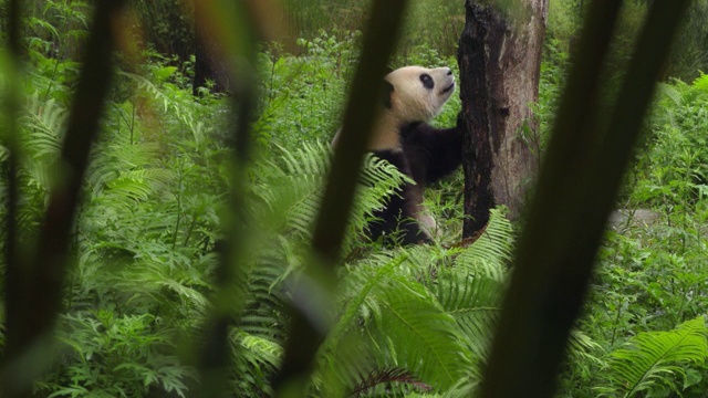 熊猫宝宝试图爬上一棵树，中国视频下载
