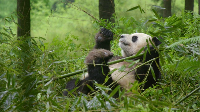 中国的熊猫用竹子挠身体视频素材