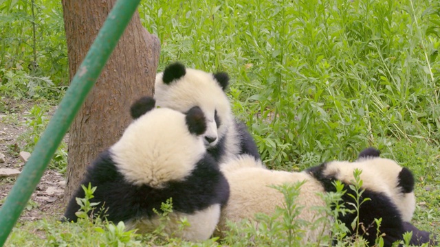熊猫幼崽从树上掉下来，中国视频下载
