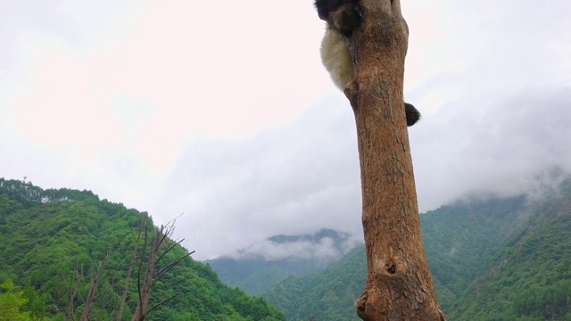 熊猫宝宝在树上休息，中国视频素材