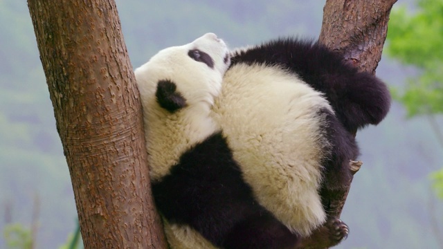 熊猫幼崽在树上玩耍，中国视频素材