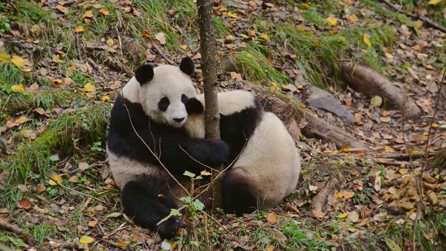 中国，熊猫妈妈给宝宝喂奶视频素材