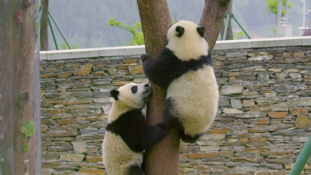 熊猫宝宝正在爬树，中国视频下载