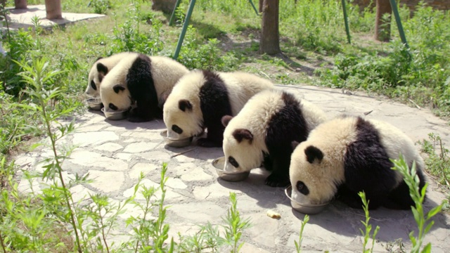 中国成都大熊猫研究基地的熊猫幼崽正在进食视频下载