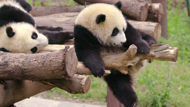 熊猫幼崽从树上掉下来，中国视频素材