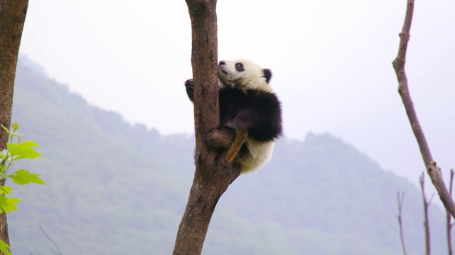 熊猫幼崽在爬树，中国视频素材