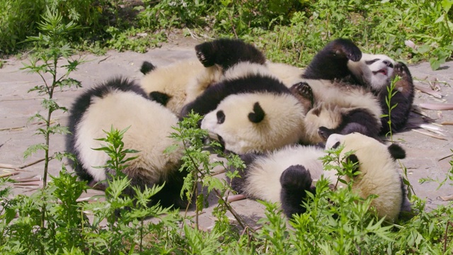 中国成都大熊猫研究基地的熊猫幼崽正在进食视频素材