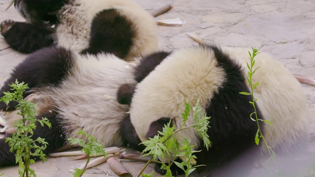 中国成都大熊猫研究基地的熊猫幼崽正在进食视频下载