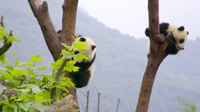 熊猫幼崽挂在树上，中国视频素材