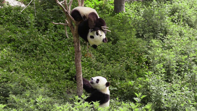 熊猫幼崽从树上掉下来，中国视频素材