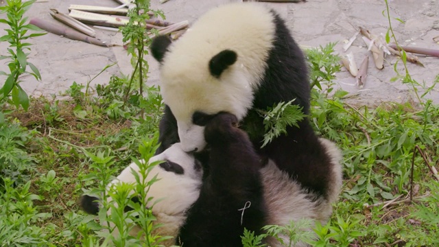 中国成都大熊猫研究基地的熊猫幼崽正在进食视频素材