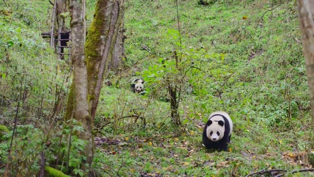 熊猫幼崽在森林里行走，中国视频素材