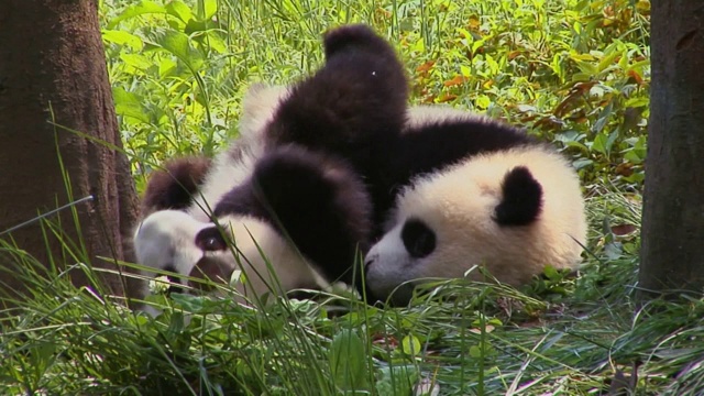 熊猫幼崽到处玩耍，中国视频下载