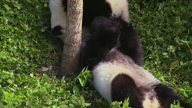 熊猫幼崽到处玩耍，中国视频素材