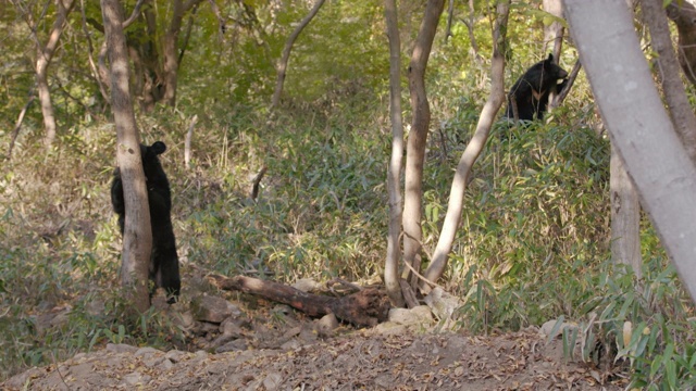 亚洲黑熊幼崽和熊妈妈站在一棵树后，在Jirisan(韩国第二高的山)，庆州南道视频下载