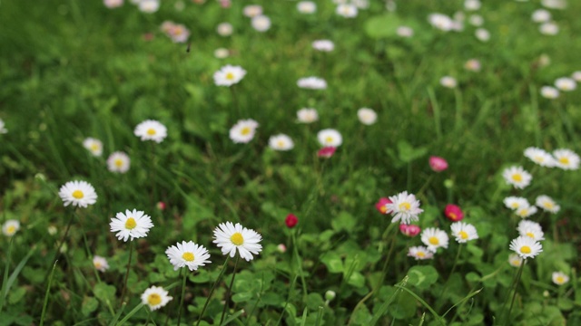 春天草地上的白色雏菊。Ox-eye黛西视频下载