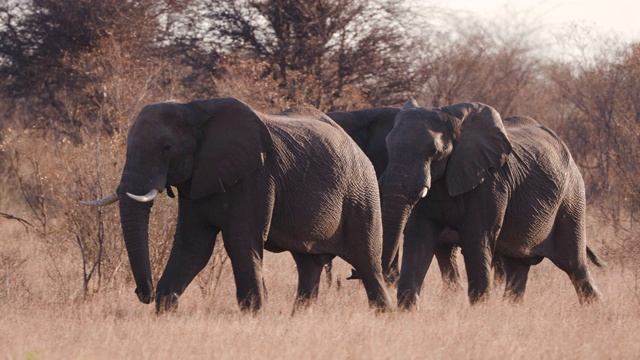 3头大象在津巴布韦万基国家公园的丛林草原上行走的4K特写镜头视频素材