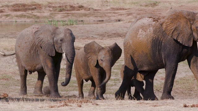 津巴布韦万基国家公园，一群大象在饮水和洗泥澡后离开水坑的4K近距离镜头视频素材
