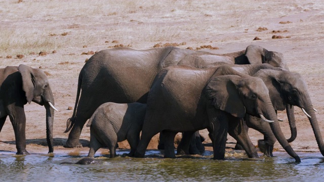 津巴布韦万基国家公园，一群大象饮水后离开水坑的4K近距离镜头视频素材