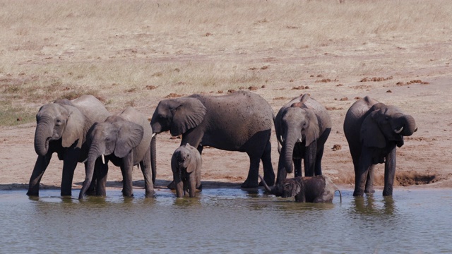 津巴布韦万基国家公园，一群大象站在水坑里喝水，一只可爱的小象正在洗泥浴视频素材
