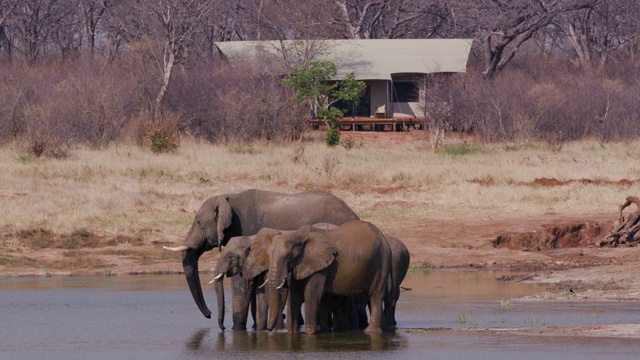 在津巴布韦万基国家公园，一群正在繁殖的大象站在客人帐篷前的一个水坑边饮水的4K画面视频素材