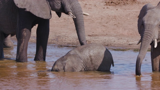 津巴布韦万基国家公园，一只可爱的小象在水深及膝的水坑里喝水的4K特写镜头视频素材