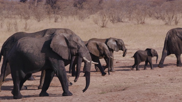 津巴布韦万基国家公园，一群大象饮水后离开水坑的4K近距离镜头视频素材