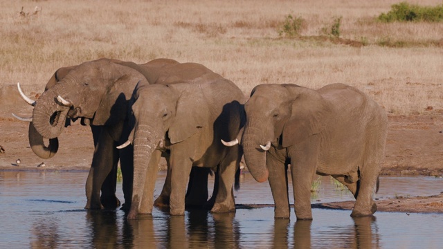 津巴布韦万基国家公园，四头大象站在一个水坑里饮水的4K特写镜头视频素材