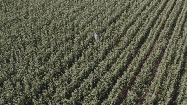 一个农民使用数字平板电脑在一个大型蔬菜农场中行走并监控玉米作物的4K高空鸟瞰图视频素材