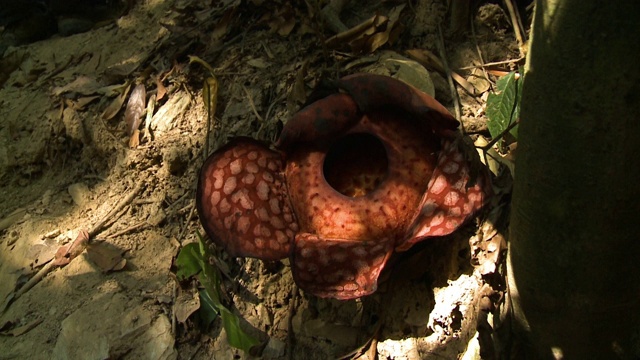 马来西亚皇家贝鲁姆森林的Rafflesia Flower视频下载