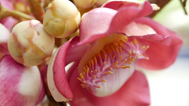 奇异的花和树。危险的大的强大的绿色热带树炮弹salalanga盛开着美丽的桔红色嫩花。自然热带异域背景视频下载
