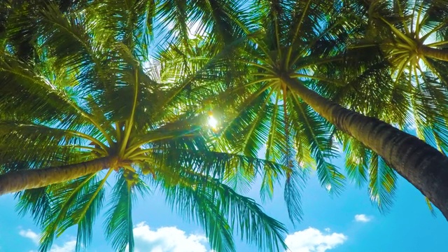 阳光穿过棕榈树的叶子。视频素材