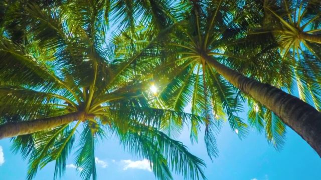 阳光穿过棕榈树的叶子。视频素材