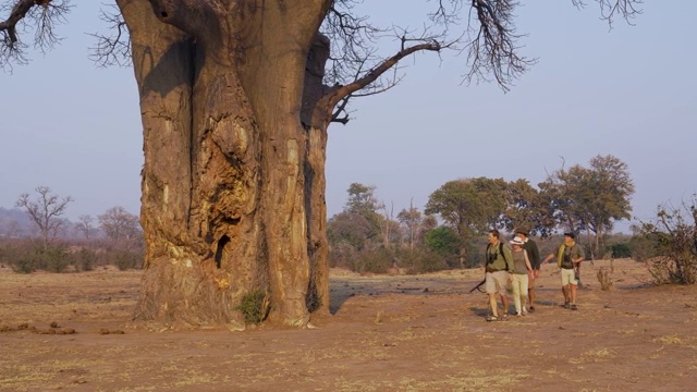 在津巴布韦戈纳雷州国家公园，游客在向导的指导下漫步，看着一只松鼠在一棵巨大的猴面包树上视频素材