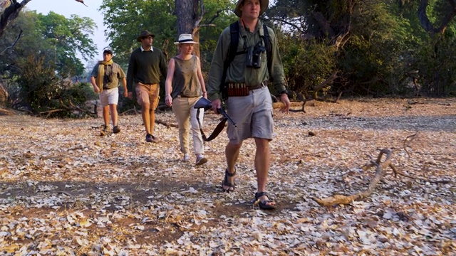 在津巴布韦戈纳雷州国家公园的灌木丛草原上，游客在向导的指导下行走的4K视野视频素材