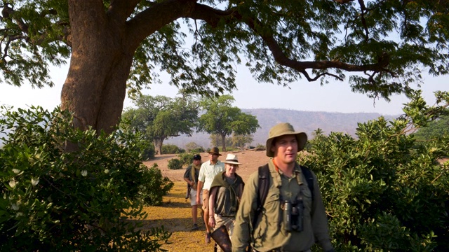 在津巴布韦戈纳雷州国家公园的灌木丛草原上，游客在向导的指导下走过美丽的树木区域的4K视野视频素材