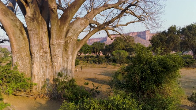 一棵美丽的猴面包树的4K鸟瞰图和游客在向导的灌木散步，戈纳雷州国家公园，津巴布韦视频素材