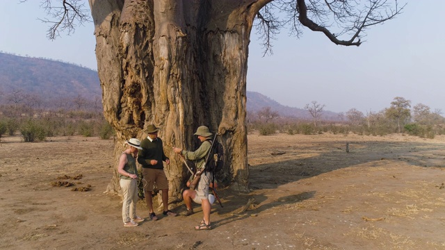 4K天线放大游客在向导的灌木丛中行走，看着一棵巨大的猴面包树的树皮，戈纳雷州国家公园，津巴布韦视频素材