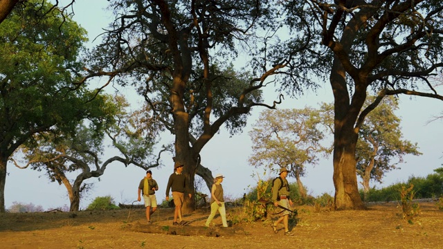 在津巴布韦戈纳雷州国家公园的灌木草原上，游客在向导引导下漫步，观赏美丽的树木区域的4K视图视频素材