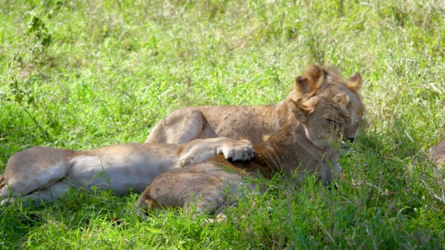 非洲狮躺在金合欢树的树荫下躲避炎热视频素材