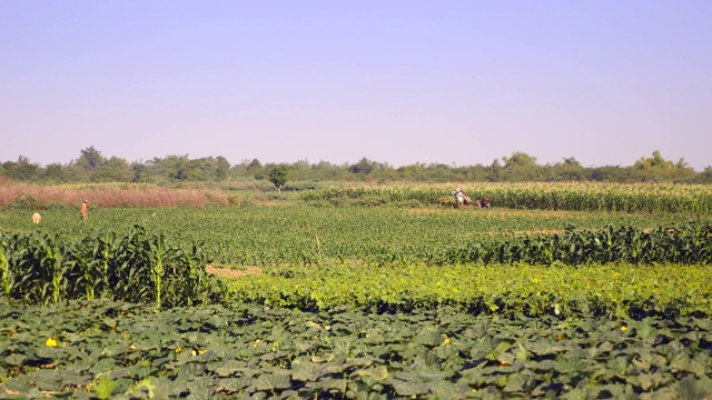 分散的农民在绿色的玉米地里干活视频素材