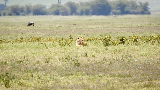 在一个炎热的日子里，野生狮子躺在大草原的草地上，受雾霾的影响视频素材